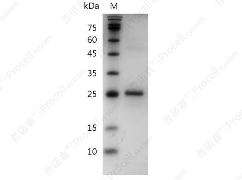 https://789.bio/ec/xm58tP