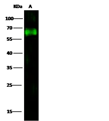 CD73/NT5E Monoclonal Antibody-searchlist-1