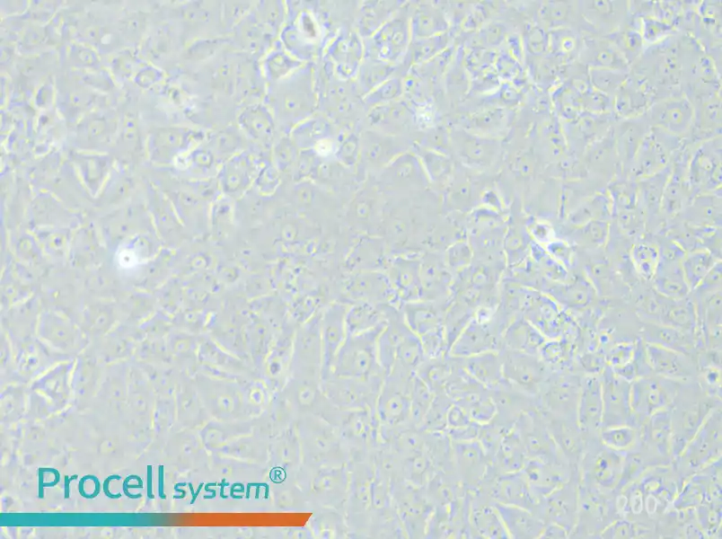 BRL 3A Cell Complete Medium - small - 5