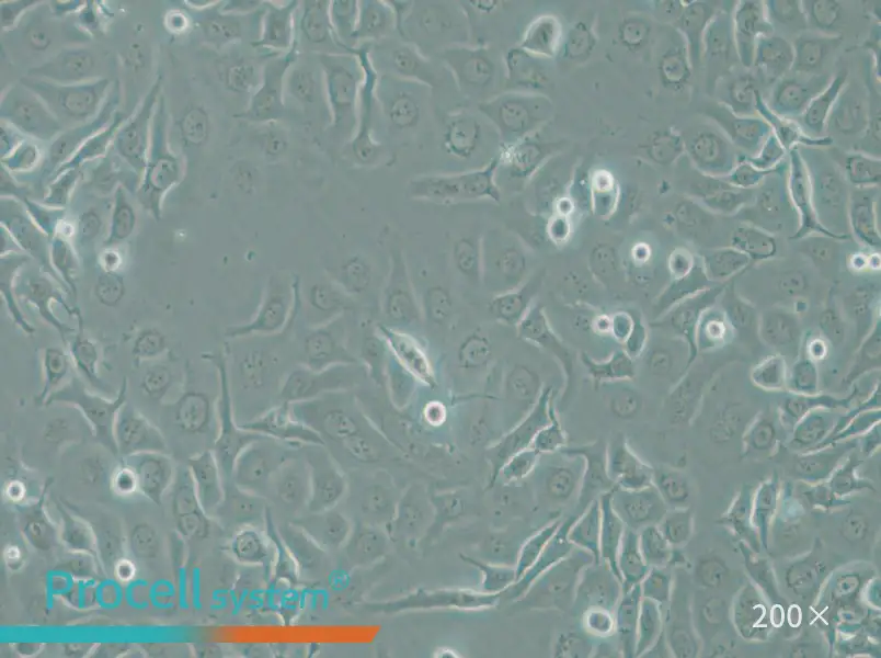 HCC1143 Cell Complete Medium - small - 6