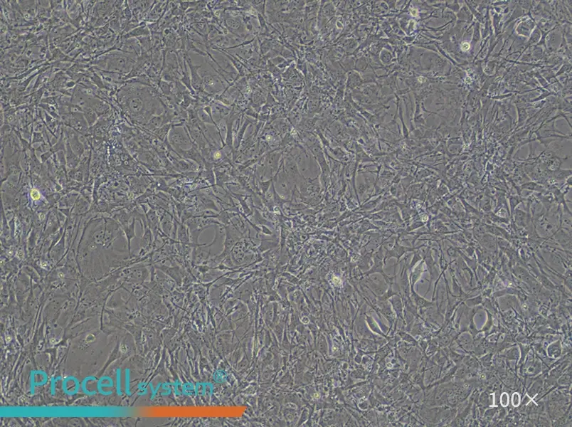 C3H/10T1/2, Clone 8 Cell Complete Medium - 2