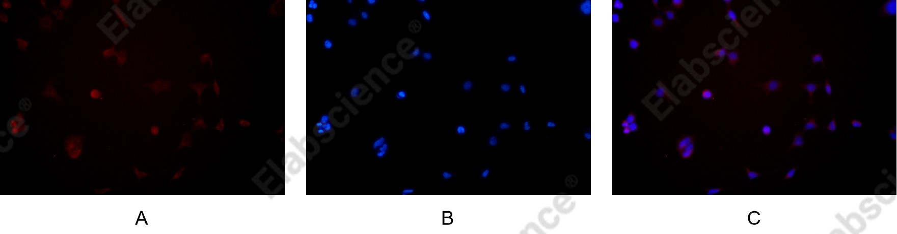 Recombinant mTOR Monoclonal Antibody - 5