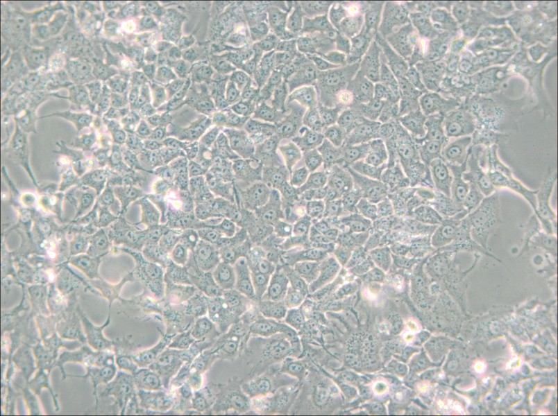 HCC827 Cell Complete Medium - 6