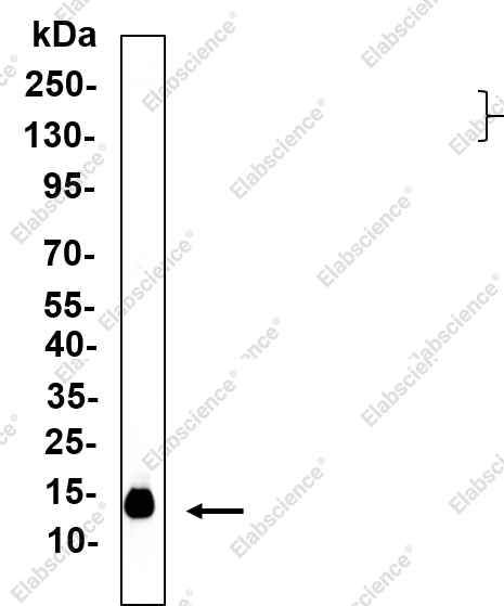 Recombinant Galectin-1 Monoclonal Antibody - 1
