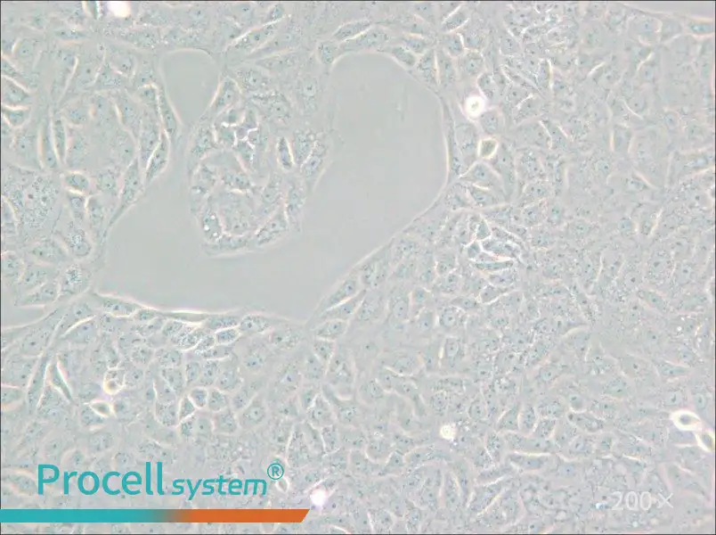 VERO C1008 [Vero E6] Cell Complete Medium - small - 6