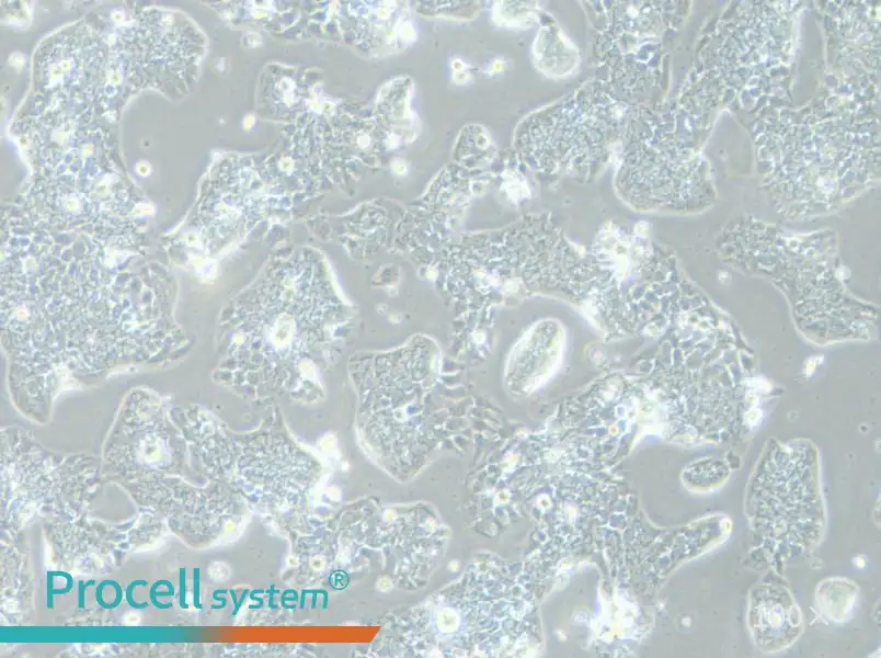 TE-14 Cell Complete MediumTE-14 Cell Complete Medium - 2