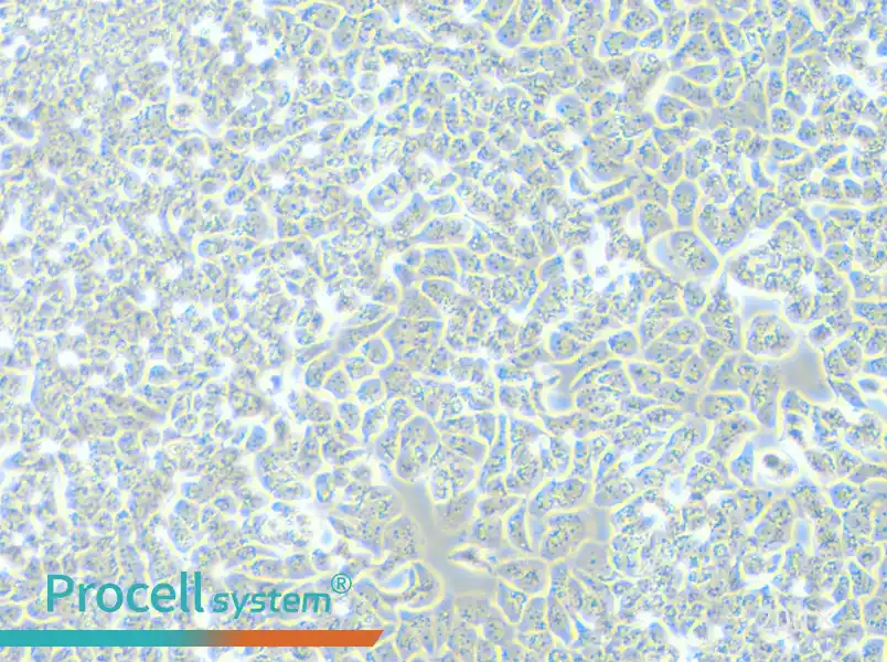 T-47D Cell Complete Medium - small - 4