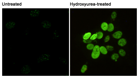Recombinant Phospho-Histone H2A.X (Ser139) Monoclonal Antibody - small - 6