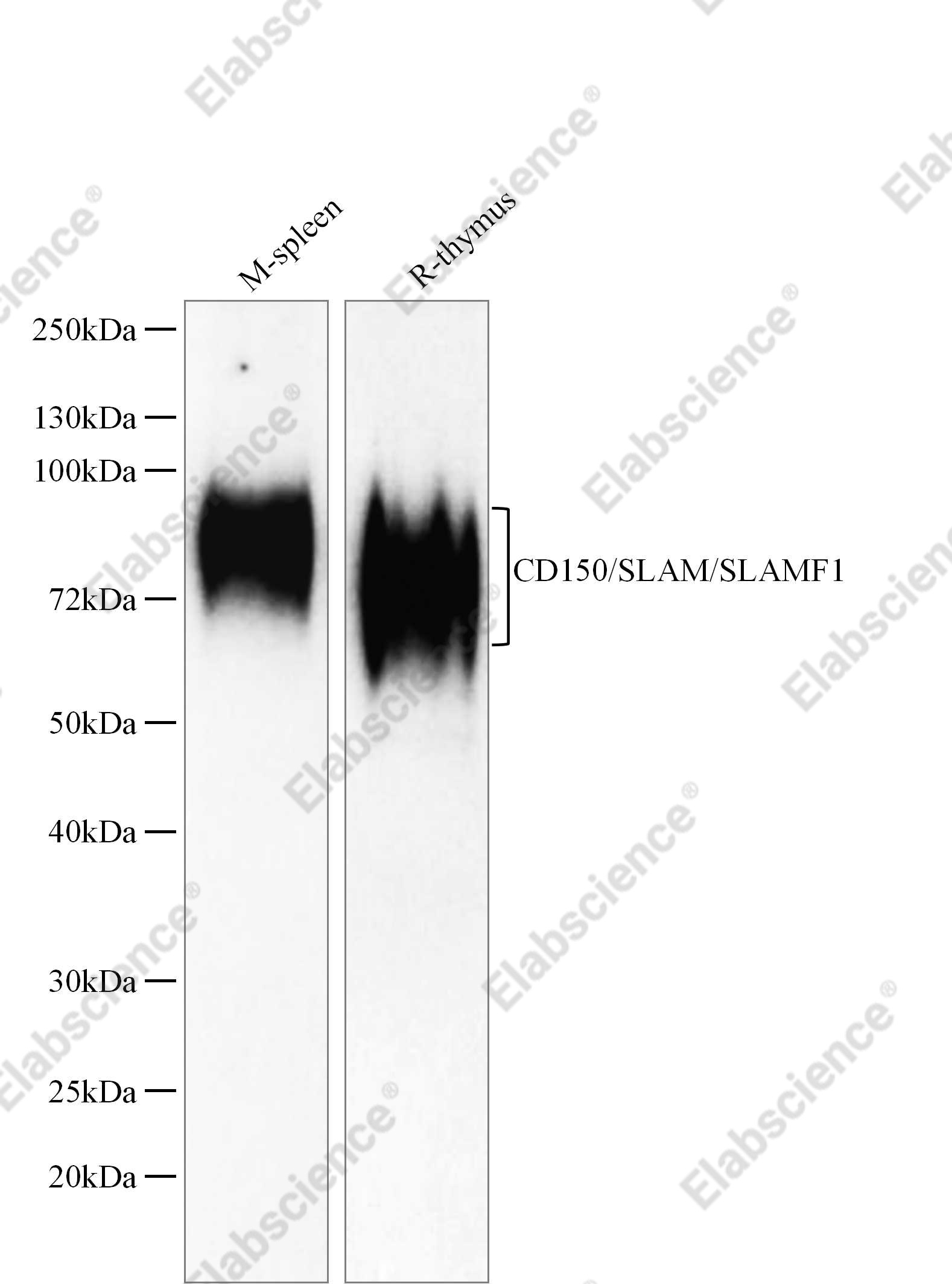 Recombinant CD150/SLAM/SLAMF1 Monoclonal Antibody - 1