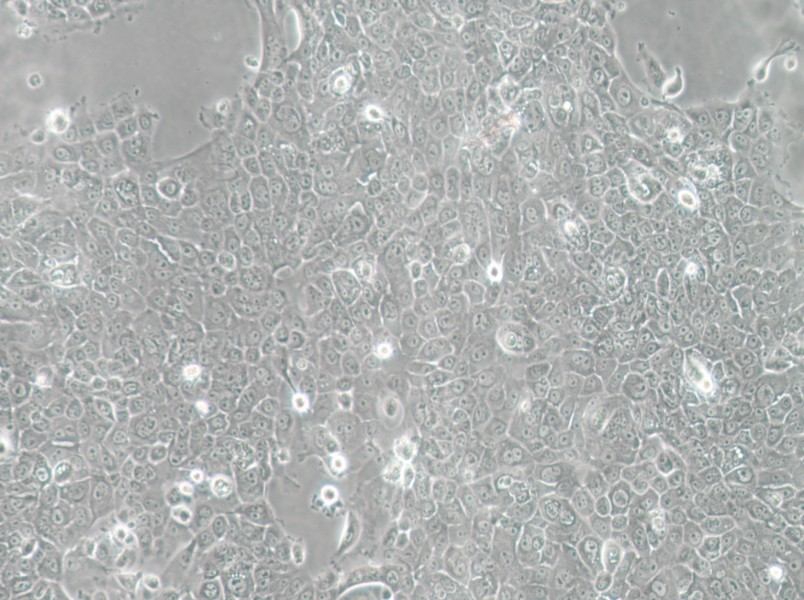 MCF-12A Cell Complete Medium - 2
