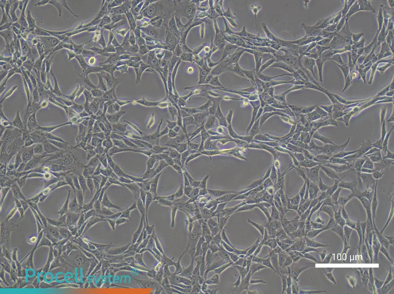 NIH/3T3 Cell Complete Medium - 1