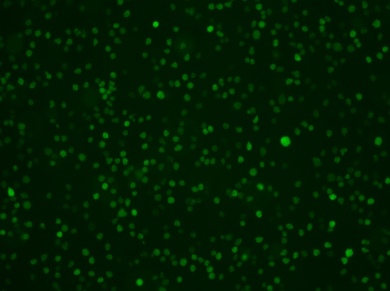 U-937-GFP Cell Complete Medium - 3