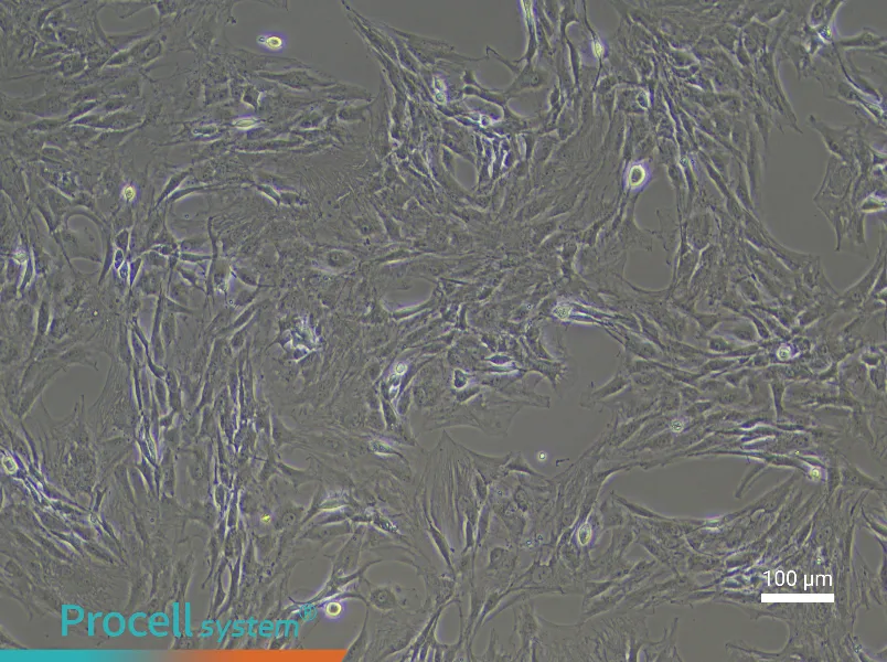 Rat Preadipocyte Complete Medium - 3