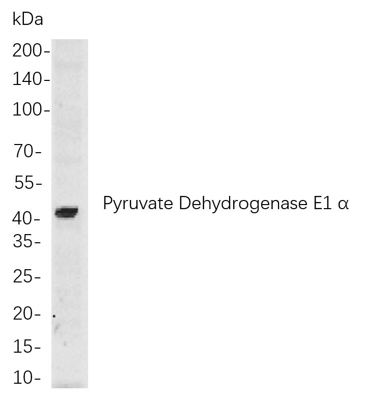 Recombinant Pyruvate Dehydrogenase E1 α Monoclonal Antibody-searchlist-1