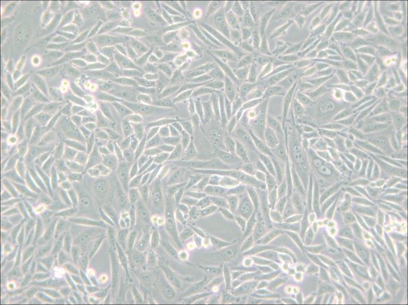 CHO-K1 Cell Complete Medium - small - 5