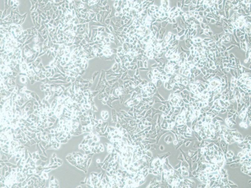 MES-SA Cell Complete Medium-searchlist-1