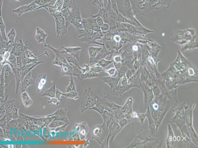 BALB/3T3 clone A31 Cell Complete Medium - 5