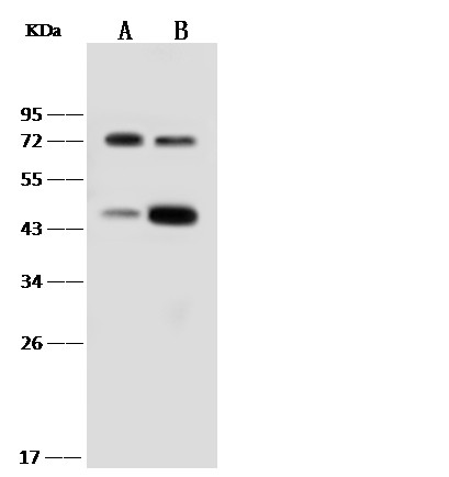 Recombinant IL18RAP/IL1R7 Monoclonal Antibody-searchlist-1