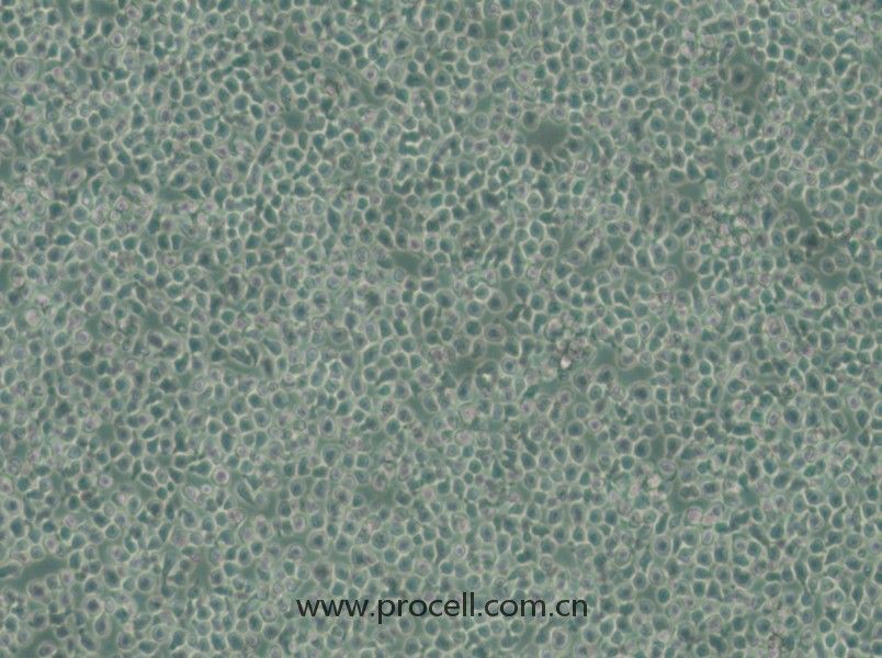 https://789.bio/ec/xuHOlH