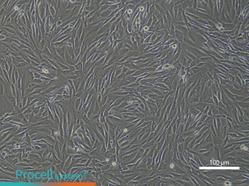 Rabbit Bladder Fibroblast Complete MediumRabbit Bladder Fibroblast Complete Medium - 2