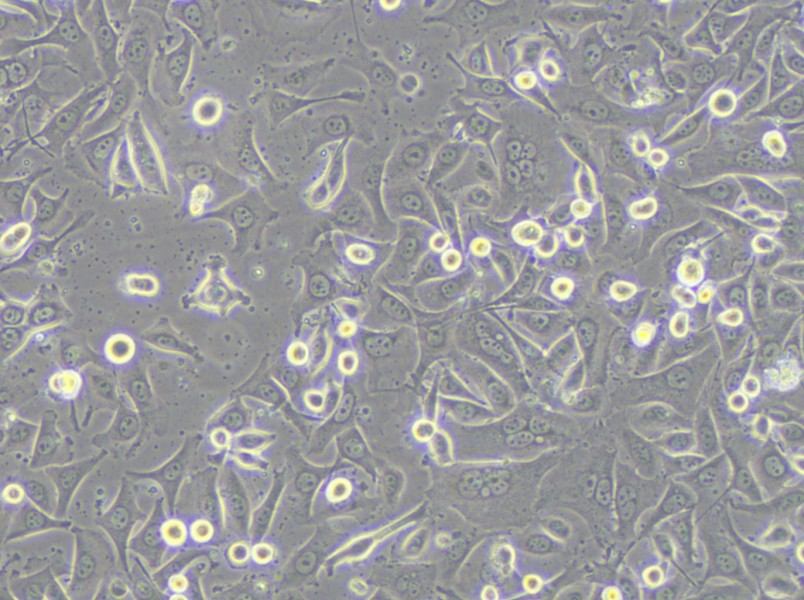 MKN1 Cell Complete Medium - small - 6