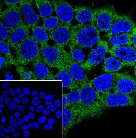 Recombinant eIF3G Monoclonal Antibody - small - 5
