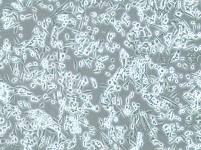 NCI-H1993 Cell Complete MediumNCI-H1993 Cell Complete Medium - 2