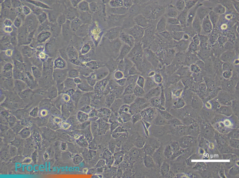 Mouse Osteoblasts - 6