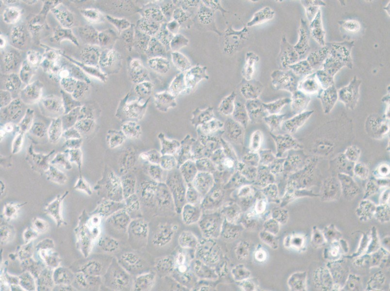 NCI-H23 Cell Complete Medium - small - 6