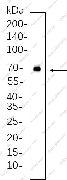 Recombinant AIFM1 Monoclonal Antibody - 1