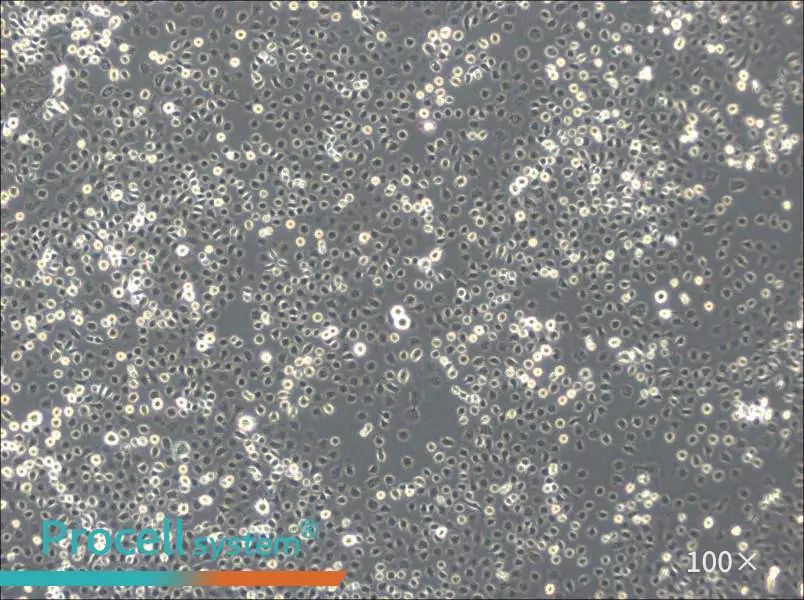 C6/36 [Clone C6/36] Cell Complete Medium - 3