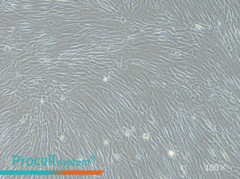 HFL1 Cell Complete Medium - 3