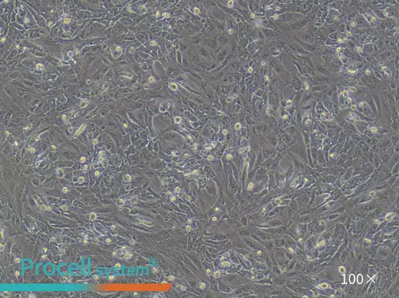 VMRC-RCZ Cell Complete Medium - 1