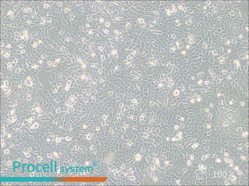 SN12C Cell Complete MediumSN12C Cell Complete Medium - 2