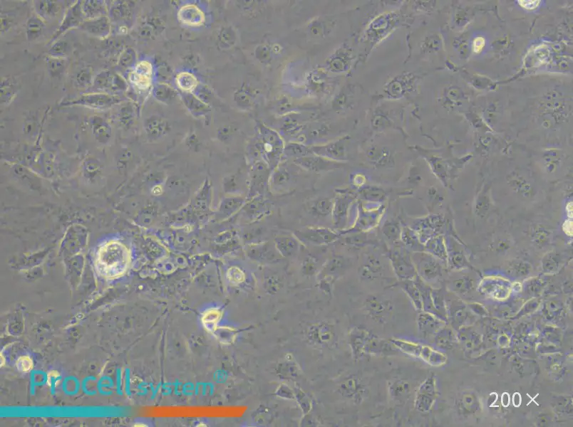 COS-7 Cell Complete Medium - small - 6