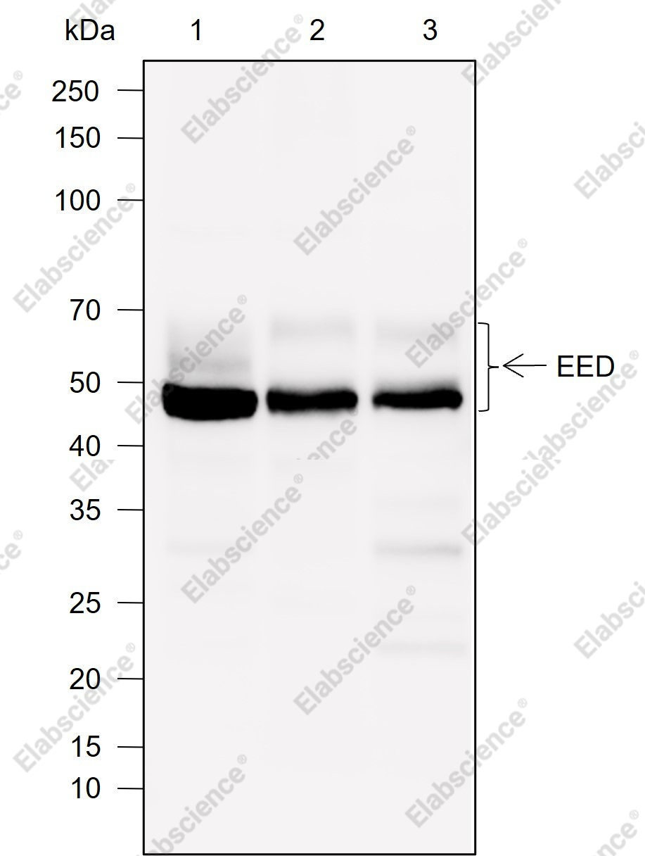 Recombinant EED Monoclonal Antibody - 1