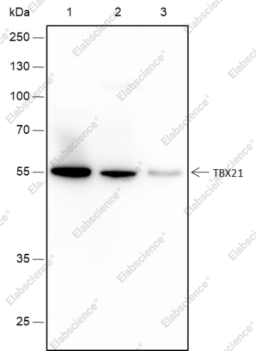 Recombinant TBX21 Monoclonal Antibody - 1
