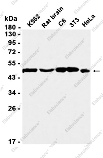 Recombinant AdSS 2 Monoclonal Antibody - 1
