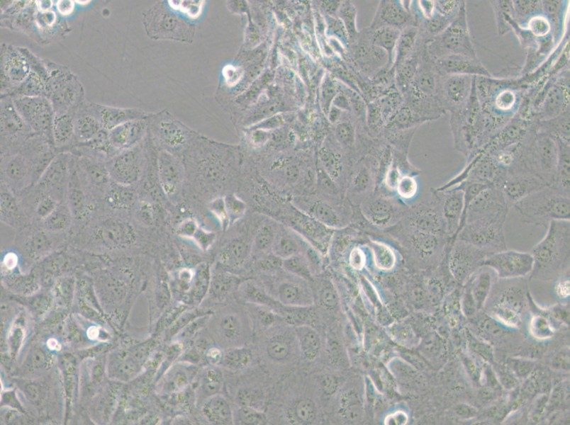 GLAG-66 Cell Complete Medium - 6