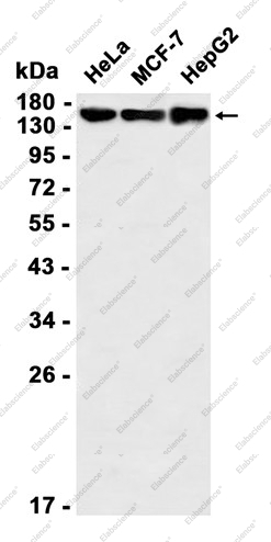 Recombinant PELP1 Monoclonal Antibody - 1