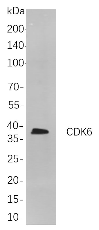 Recombinant CDK6 (PT0069R) Monoclonal Antibody-searchlist-1