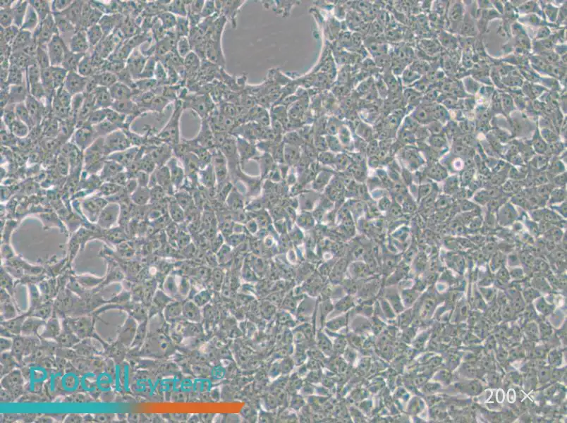 293FT Cell Complete Medium - 4