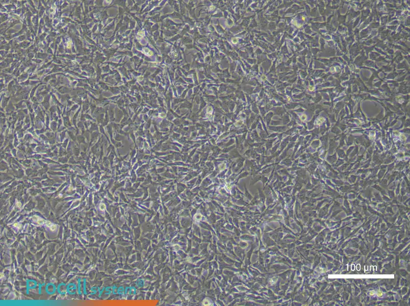 Mouse Dental Pulp Stem CellsMouse Dental Pulp Stem Cells - 3
