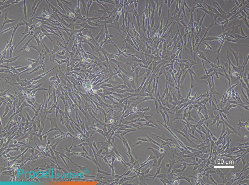 Chicken Preadipocyte Complete Medium - 2