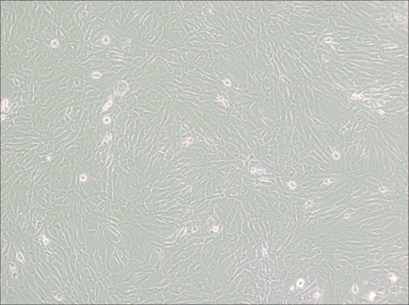 GC-2spd(ts) Cell Complete Medium - small - 4