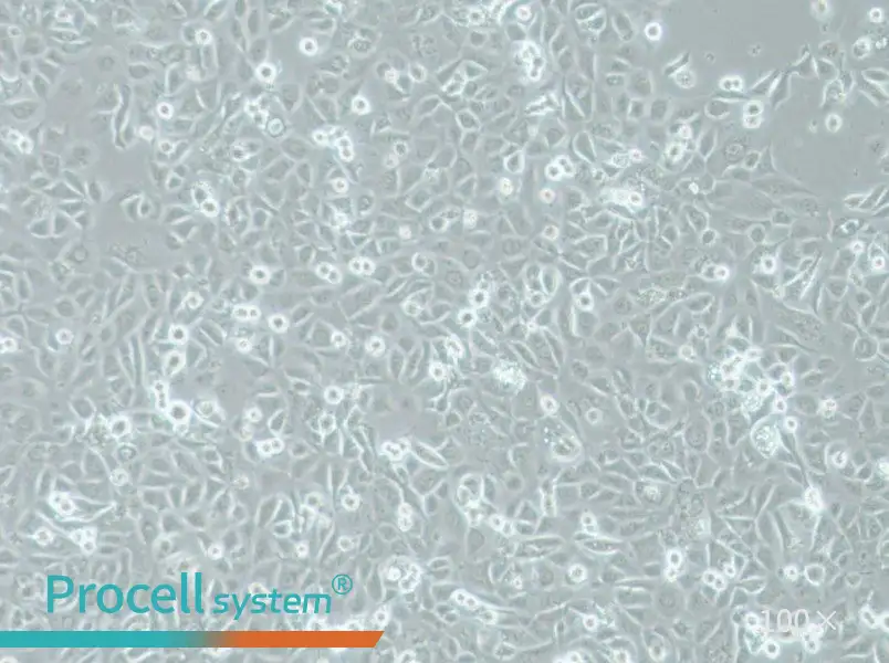 COLO-680N Cell Complete MediumCOLO-680N Cell Complete Medium - 2