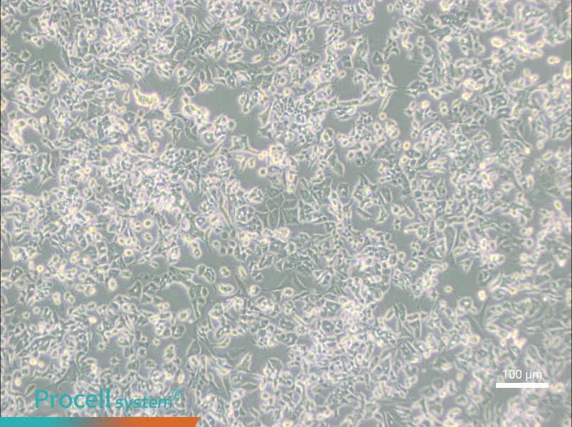 PC-12 (Low differentiation) Cell Complete Medium - 3