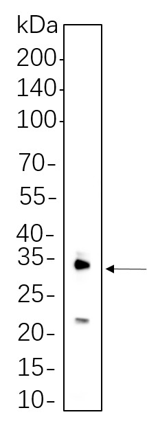 Recombinant IL-1 β Monoclonal Antibody-searchlist-1