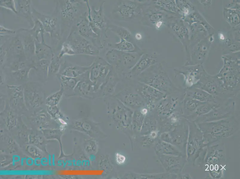 OAW42 Cell Complete Medium - 4