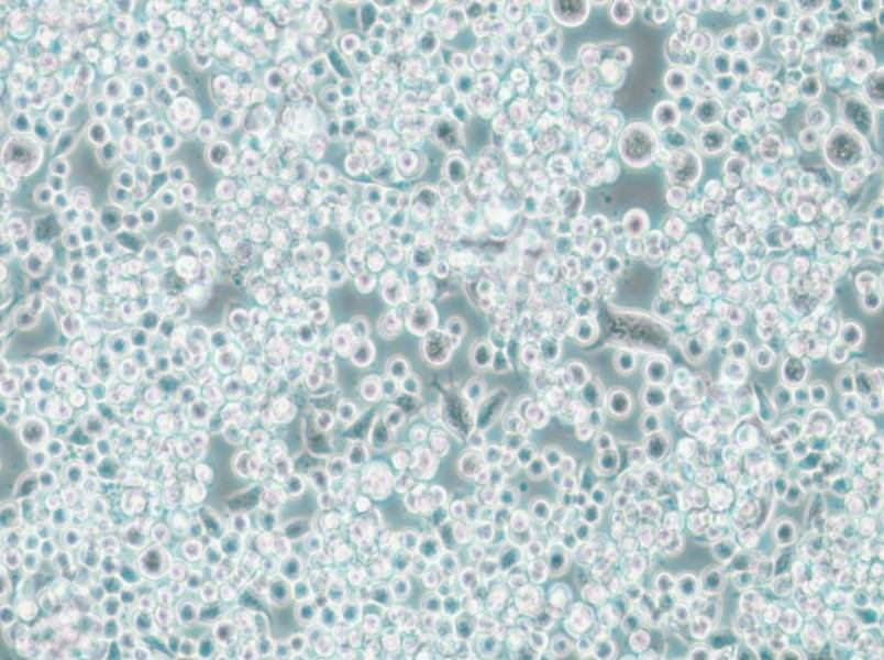 Lu-65 Cell Complete Medium - 6